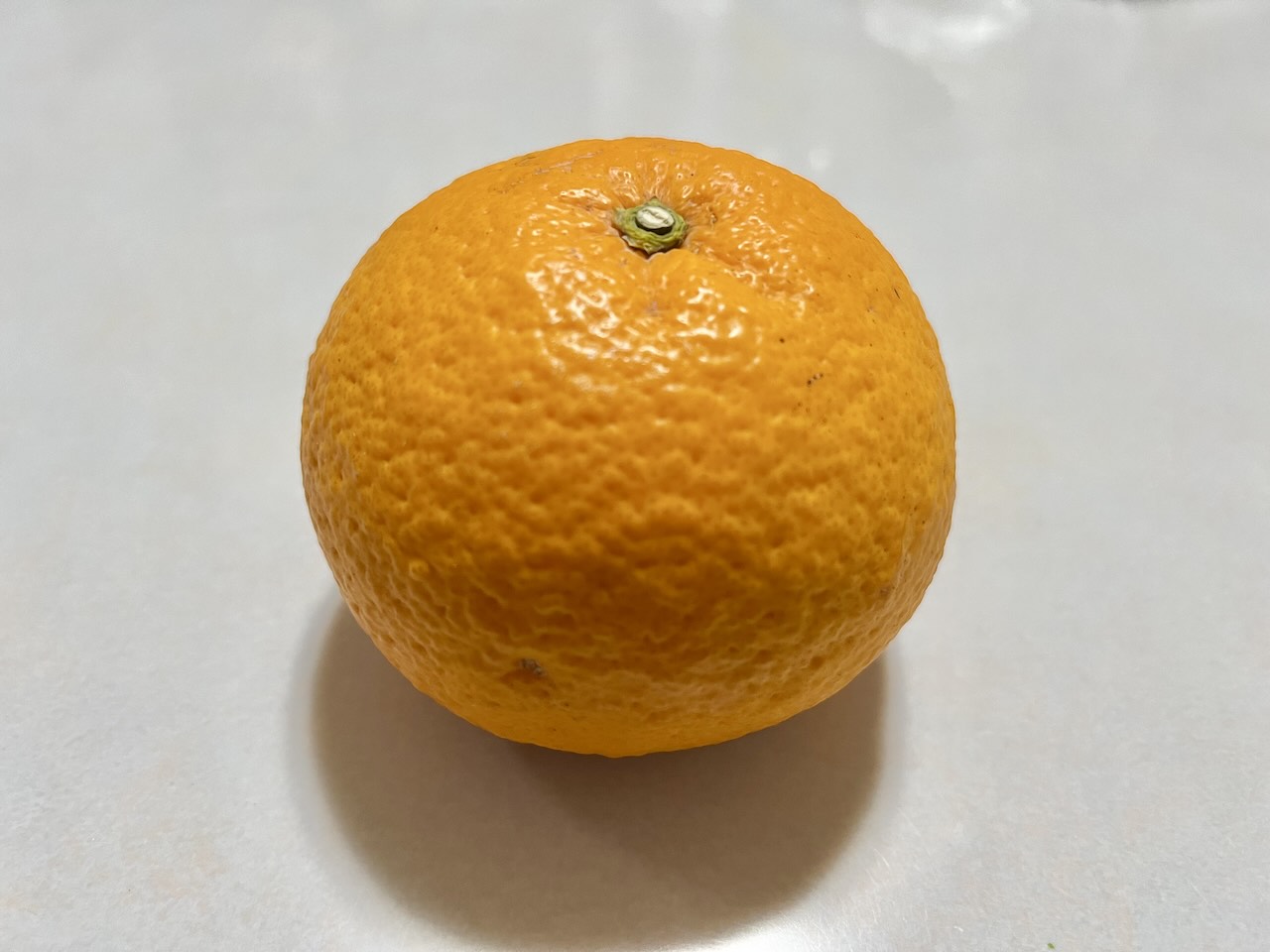 日本の柑橘類の比較